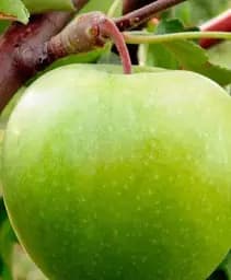 Саджанець Agro-Market Яблуня соковито зелена Альпійський луг (Alpine meadow) (преміальний зимостійкий сорт, пізній термін дозрівання) 1 шт. в упаковці (48926)