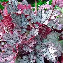 Саженец Agro-Market Гейхера 3-х летняя Heuchera Emperor's New Clothes Purple вазон С3 (93724)