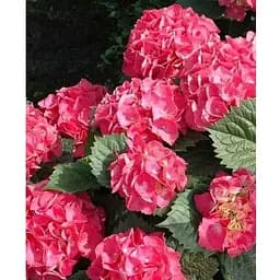 Гортензія великолистна 3-х річна "Leuchtfeuer" висота 30-50см (181984) 1 саженец