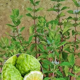 Мята Бергамотная "Mentha suaveolens x Piperita" (186522) (Корневище) 1 саженец в упаковке