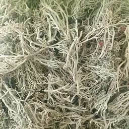 100 г ягель/олений мох сушеный - свежий урожай