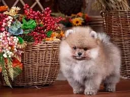 Набір для творчості алмазна картина Песик біля кошика Strateg HEG87073, 30x40 см