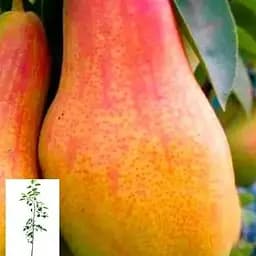 Груша Agro-Market "Талгарська красуня" вкорінена в контейнері (саджанець 2 роки) (156415) 1 саджанець в упаковці
