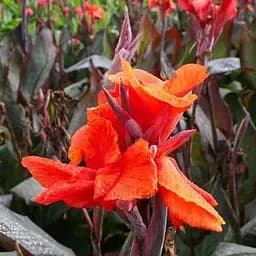 Канна темнолиста «Red Wine» (190710) 1 шт