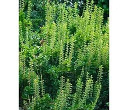 Саджанець Agro-Market Плющ звичайний 2-х річний Erecta С2 висота 40-50 см (182743) 1 шт. в упаковці