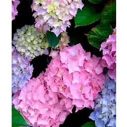 Гортензія крупнолиста 2-річна "Gertrud Glahn" висота саджанця 20-40см (186195) 1 саженец