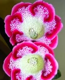 Бульба Agro-Market Глоксинія Tigre Red 1 шт. в упаковці (23419)