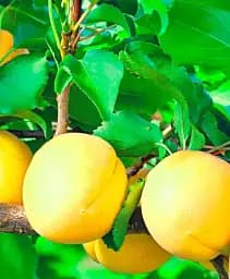 Саженец Agro-Market Абрикос Шалах ананасовый (летний сорт, ранний срок созревания) 1 шт. в упаковке (15757)