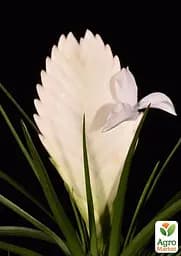 Саджанець Agro-Market Тіландсія Biancini (Tillandsia Cyanea) кімнатна 1 шт. в упаковці (179935) - мініатюра 3