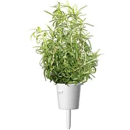 Змінний картридж Click & Grow Smart Garden Розмарин, 3 капсули (8936)