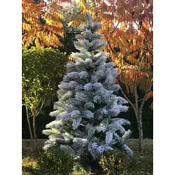 Сосна Hvoya 100% лита 180 см засніжена