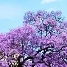 Саджанець Agro-Market Павловнія ніжно-фіолетова Край світу (The end of the world) (преміальний швидко зростаючий сорт) (48949)