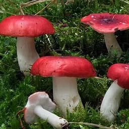 Сухий зерновий міцелій "Сироїжка" 10г (45506)