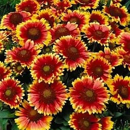 Гайлардія багаторічна великоквіткова "Guapa Tango Bicolour" (вазон Р9) (189465) 1 саженец