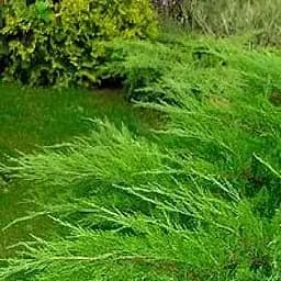 Саджанець Agro-Market Ялівець середній Mint Julep (контейнер Р9, висота 10-12 см) (25811)