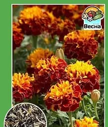 Семена Весна Бархатцы Медовые соты 0.3 г (11271)