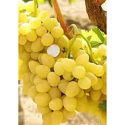 Саджанець Agro-Market Виноград Бажена (дуже ранній термін дозрівання, великі грона масою до 1500г) 1 шт. в упаковці (20038)