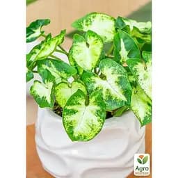 Сингониум Agro-Market Pixie" высота 20-30 см (187880) 1 саженец в упаковке (комнатный) Нидерланды