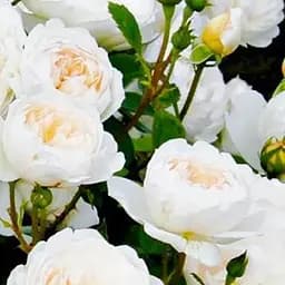 Роза шрабовая Agro-Market Транквиллити Tranquillity 1 шт. в упаковке (52803)