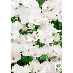 Саджанець Agro-Market Пеларгонія Королівська Candy Flowers White (контейнер №10 висота 10-20 см) (176667) 1 шт. в упаковці - мініатюра 3