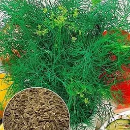 Семена Agro-Market Укроп Санат на вес цена за 20 г (177354)