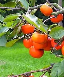 Саджанець Agro-Market Хурма Хеакума на віргінській морозостійкій підщепі 1 шт. в упаковці (44808)