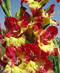 Луковица Agro-Market Гладиолус Vasto 3 шт. (45658)