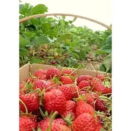 Саджанець Agro-Market Полуниця Спокуса 5шт (ремонтантний сорт один з кращих, ранній термін дозрівання) (44703) - мініатюра 4