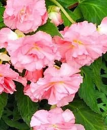 Клубень Agro-Market Бегония ампельная Каскад розовый 1 шт. (23413)