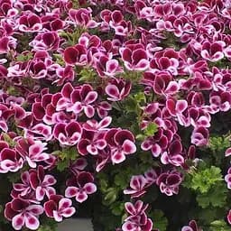 Пеларгонія ароматна Angels Perfume "Bicolor" (189810) 1 саженец