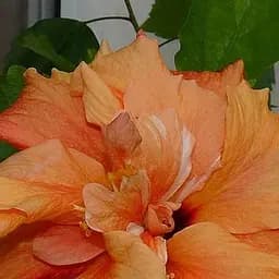 Саджанець Agro-Market Гібіскус кімнатний махровий Adonicus Double Orange (181127)