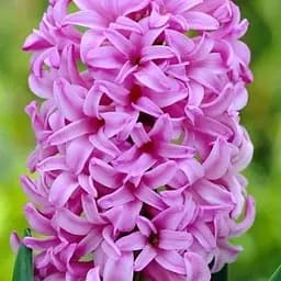 Гиацинт "Anna Liza" 2 шт (17243)