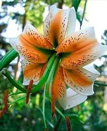 Луковица Agro-Market Лилия Тигровая свисающая Lady Alice 1 шт. в упаковке (20828)