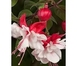 Саджанець Agro-Market Фуксія ампельна Swingtime (контейнер №10 висота 5-10 см) (85386) 1 шт. в упаковці