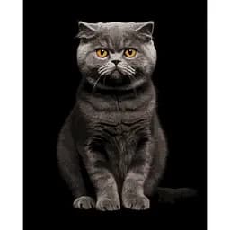 Картина по номерам Strateg Серый аристократ на черном фоне 40 x 50 см (AH1272)