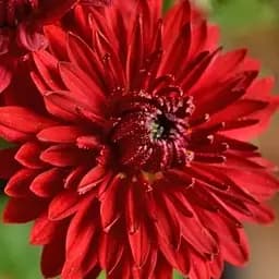 Хризантема мультифлора куляста "Futura Red" (130607) 1 саженец