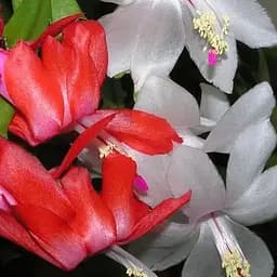 Шлюмбергера Agro-Market MIX" Уценка (Декабрист, рождественский, зигокактус) (183719) 1 саженец в упаковке 