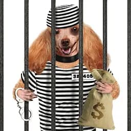 Dogs Gone Bad - Рассел Джек - мініатюра 5