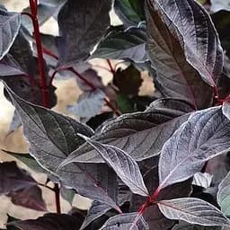 Дерен 3-летний белый "Nightfall" С3 высота 30-50см (187471) 1 саженец