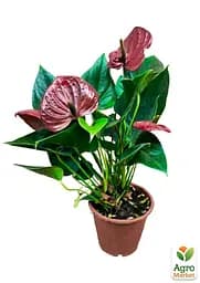 Саджанець Agro-Market Антуріум (Anthurium) Sempre 40-60 см кімнатний 1 шт. в упаковці (115203) - мініатюра 3