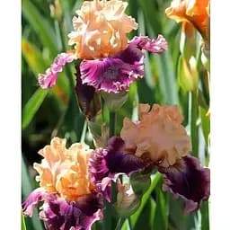 Ірис бородатий великоквітковий "Rasputin" (51091) 1 шт