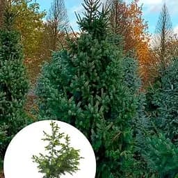 Ялина 3-х річна Agro-Market сербська Omorika С2 висота 40-50 см 120992 1 саджанець в упаковці