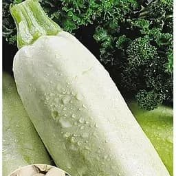 Насіння Весна на вагу Кабачок Гайдамака ціна за 8 г (22279)