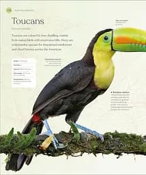 The Bird Book - мініатюра 4