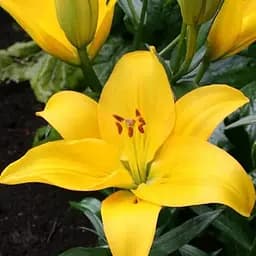 Лилия "Rapid Yellow" (186407) 1 шт