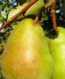 Саджанець Agro-Market Груша Бере люка (зимовий сорт, пізній термін дозрівання) 1 шт. в упаковці (25919)