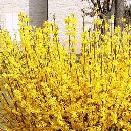 Саджанець Agro-Market Форзиція європейська Lynwood Gold (44204)