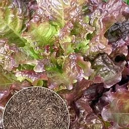 Семена Agro-Market Салат Десерт на вес цена за 5 г (178089)