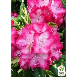 Саджанець Agro-Market Рододендрон рожевий Фантастика (Fantastica) (45482) 1 шт. в упаковці - мініатюра 5