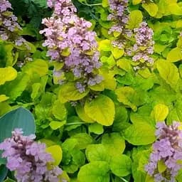 Живучка ползучая "Gold Chang" (эффектный многолетний золотистый ковер) (188396) 1 саженец